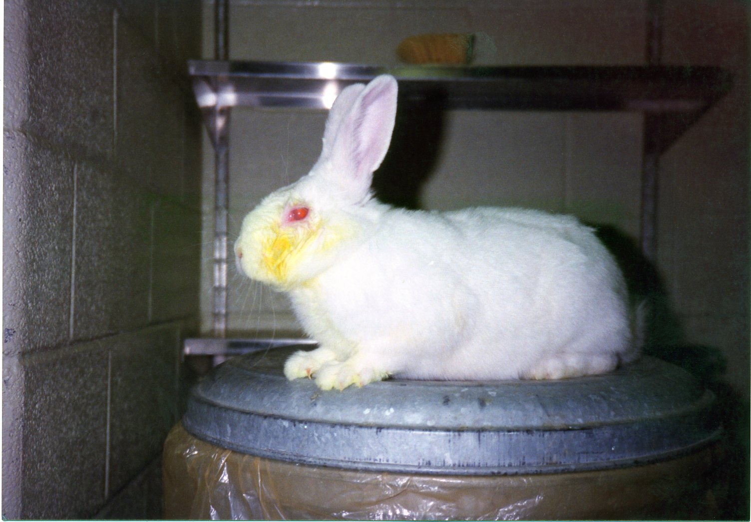 PETA on Twitter: PETA on Twitter:
