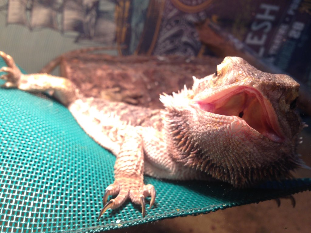 Pearl is a beast. #BeardedDragon