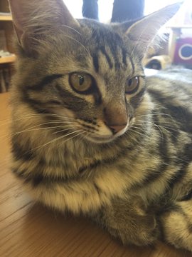 大宮で人気の猫カフェまとめ 料金や口コミを比較しておすすめを厳選 Travel Star