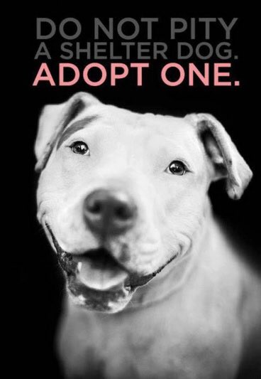 RocketRescues's tweet photo. #PetResolutions2016 #adoptdontshop #foster #rescue #volunteer #folloback #retweet #dogsoftwitter #dogs #puppies https://t.co/xgvX9JM6Ic