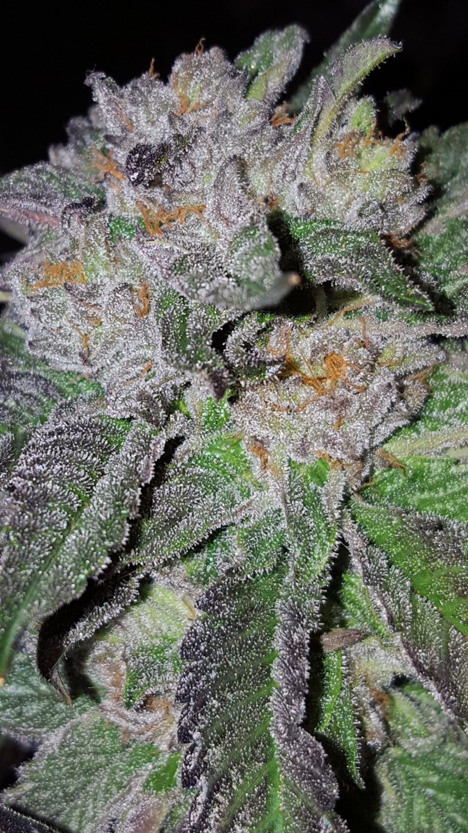 Blackberry Skittles #nofilterneeded #budoftheweek #ommp #weedstagram #dankgoddess #organicmeds #nectarforthegods