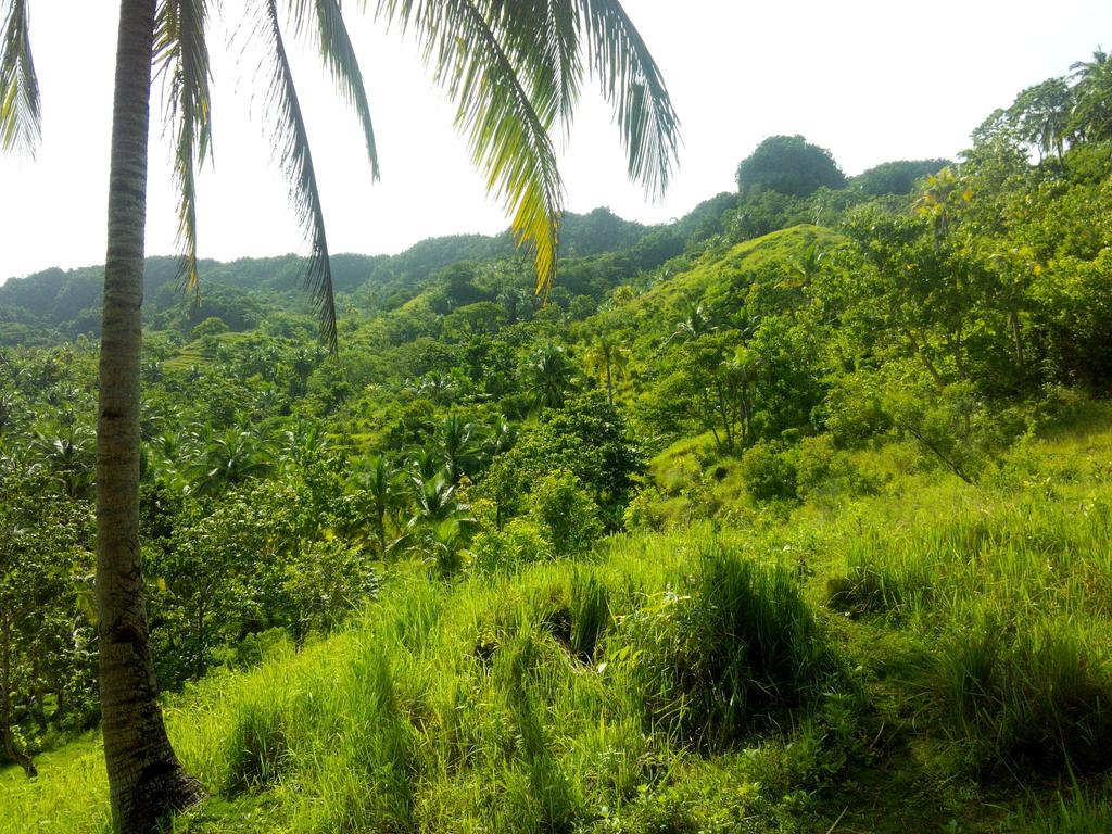 leen_kc's tweet photo. Welcome to Carochi farmville!!! #explore2015 #camote #butong π΄π΅π https://t.co/SqC8oJheED