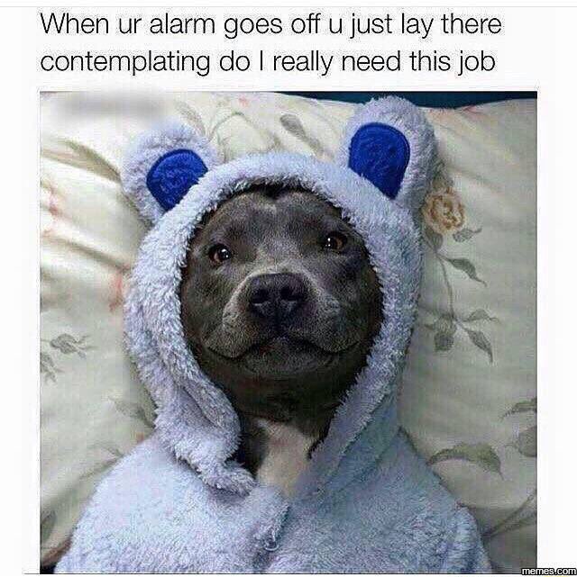 RocketRescues's tweet photo. #PetResolutions2016 #adoptdontshop #foster #rescue #volunteer #folloback #retweet #dogsoftwitter #dogs #puppies https://t.co/DuUnruip23