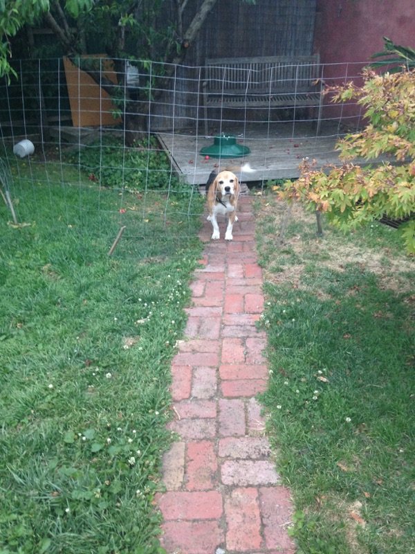 RED LETTER DAY for Beagle Alliance: Odie-wan penetrates the defensive grid and liberates the Nectarine home world.