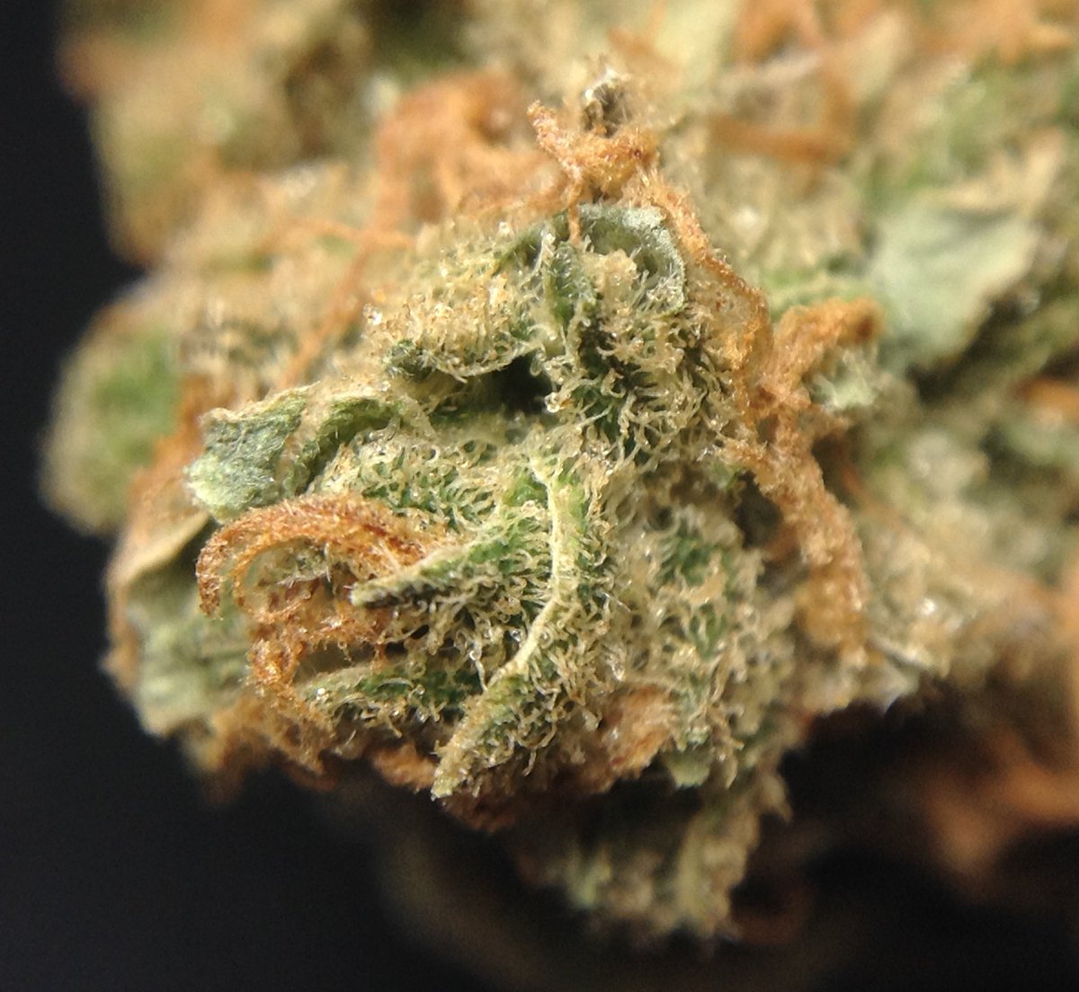 theAgingEnt's tweet photo. #6strains #Podcast by @thegreenvault

https://t.co/Sf4MtJAOvV

#StonerNation #GetHigh #Talkaboutmarijuana #LegalWeed https://t.co/aBDUne0JGc