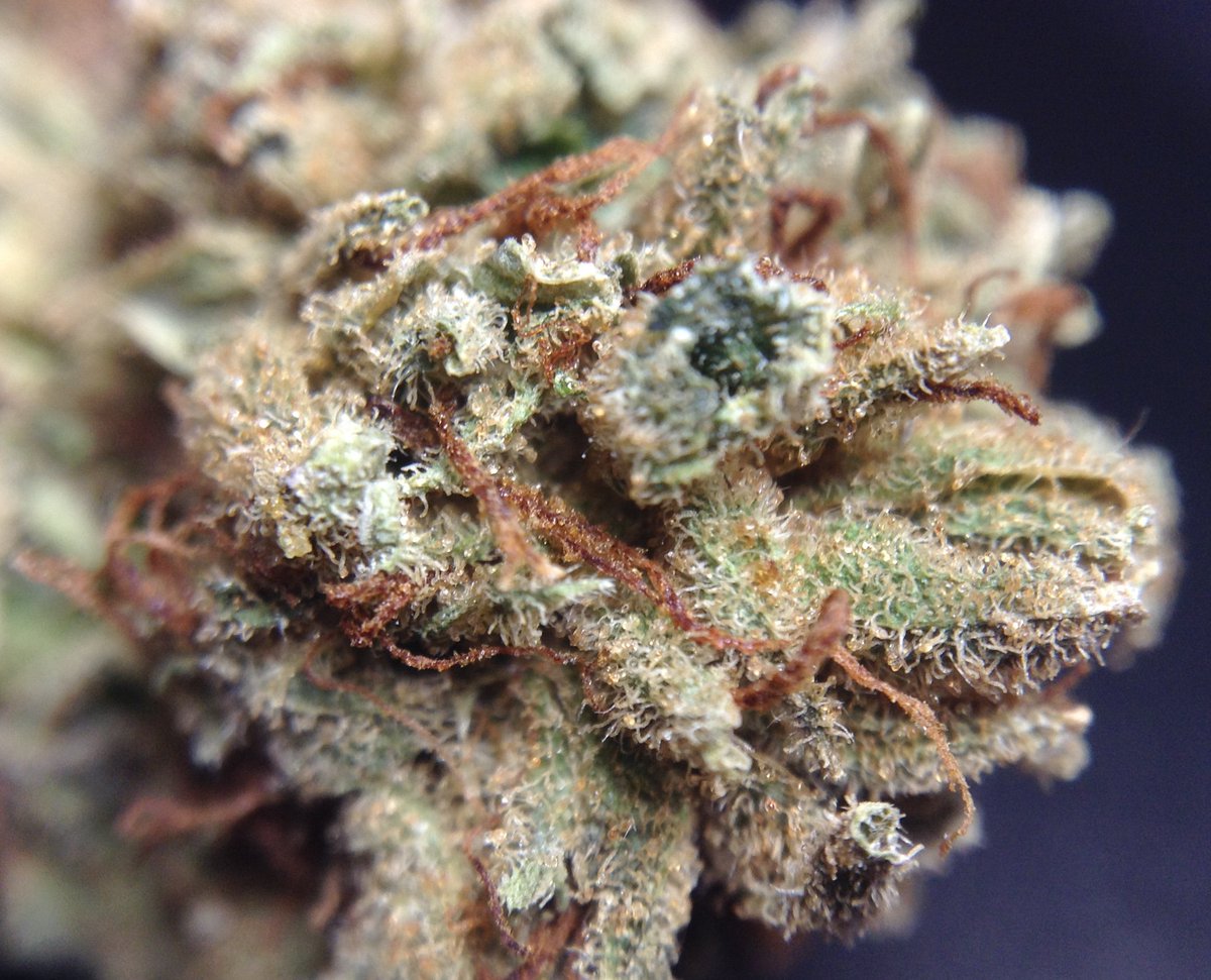 theAgingEnt's tweet photo. #6strains #Podcast by @thegreenvault

https://t.co/Sf4MtJAOvV

#StonerNation #GetHigh #Talkaboutmarijuana #LegalWeed https://t.co/aBDUne0JGc