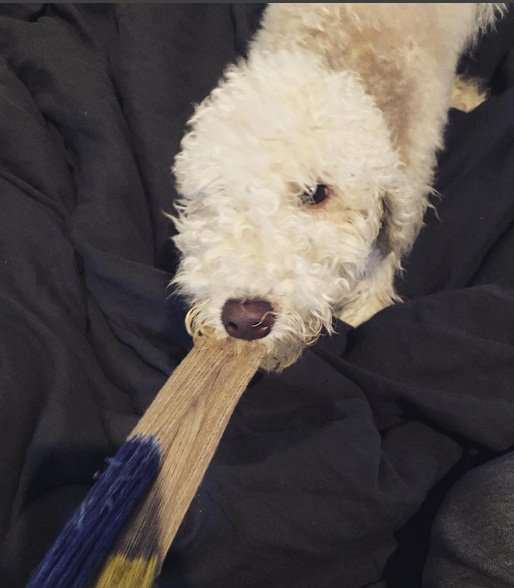 JcwThaiByNaja's tweet photo. DogStargram #Gomaya #donotbite #itexpensive #ItIsASock #Goma #mine #GrowthUp #ThisNewYear #DoNotGetSick
Cr:kangwo https://t.co/sNf8LHRGdp