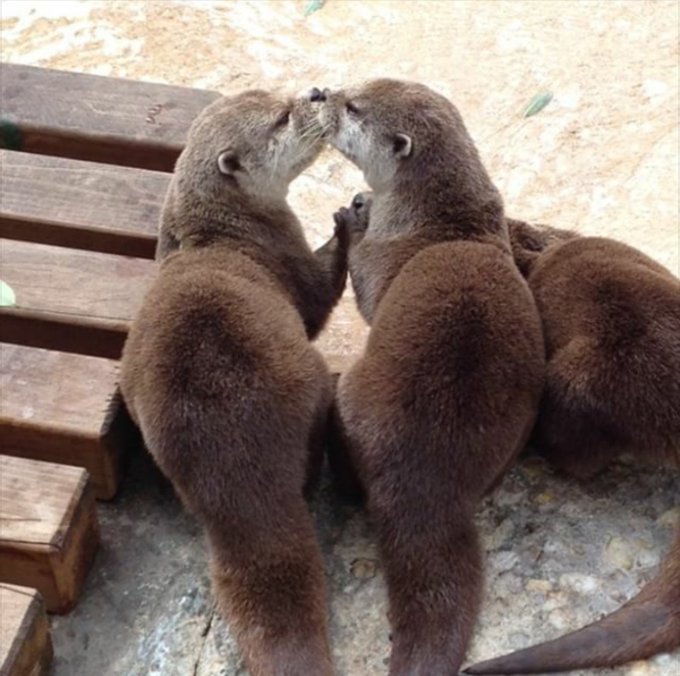Otterly adorable. Significant otters. Other otter puns. https://t.co/VYHCIR10Ew