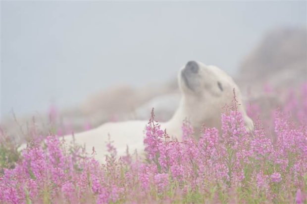 CBCNews tweet picture