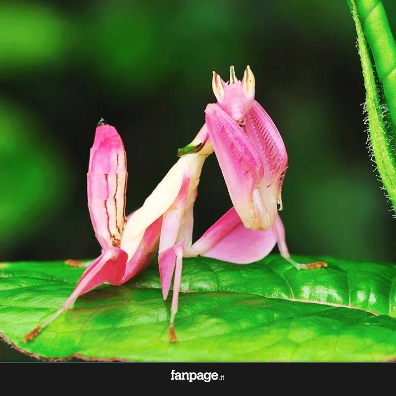La mantide orchidea,sembra un fiore ma è  un animale !!