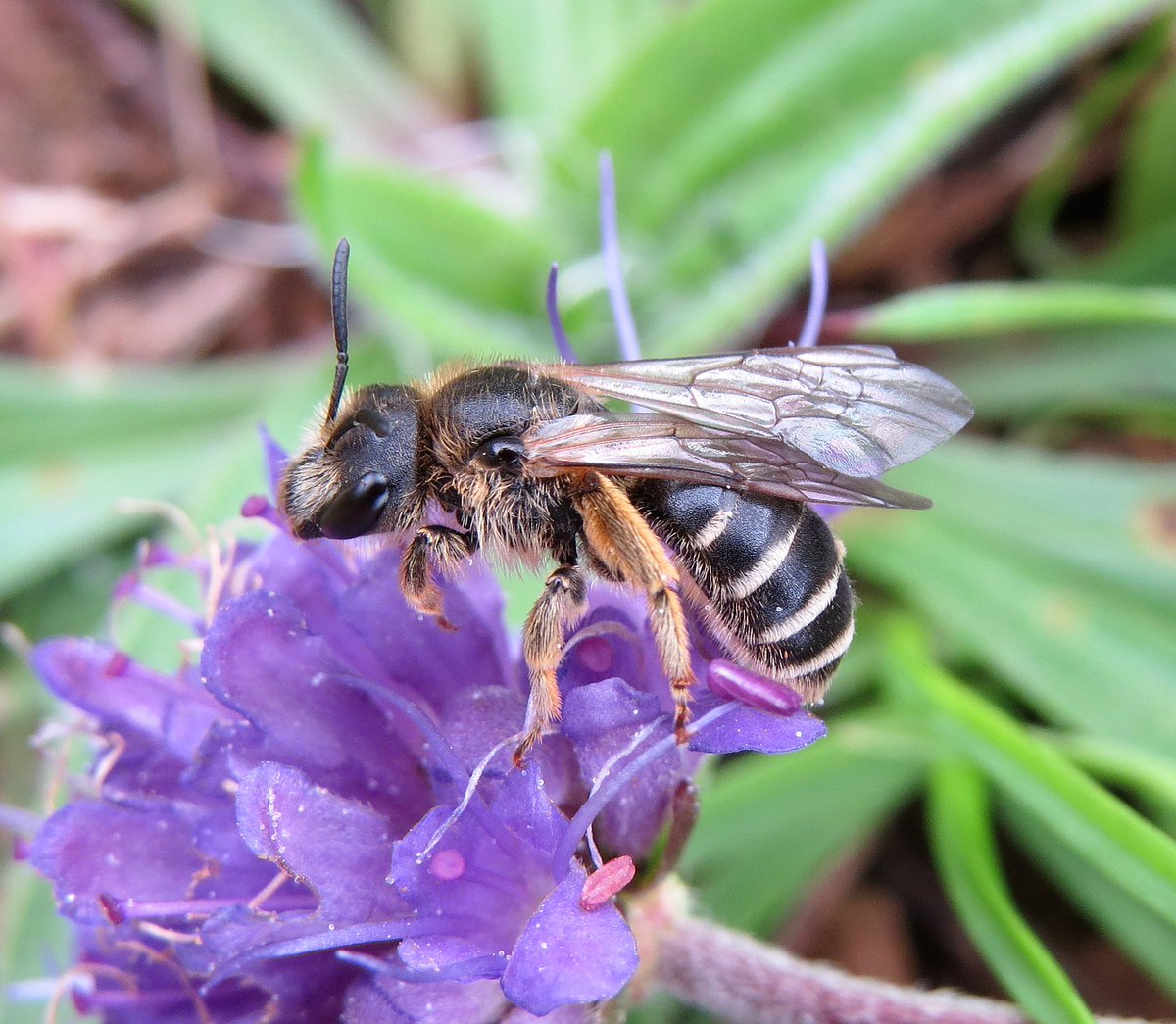 #HelpOurBees My first official day as a freelancer stevenfalk.co.uk/help-our-bees. Contact details on web page
