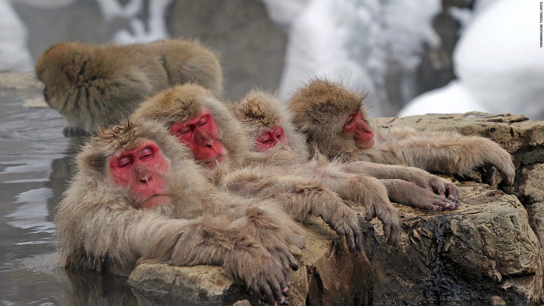 King__Tah's tweet photo. beautiful-japan-snow-monkeys take warn spring baths. #CNN #uncleHans https://t.co/zywP4HXbwi