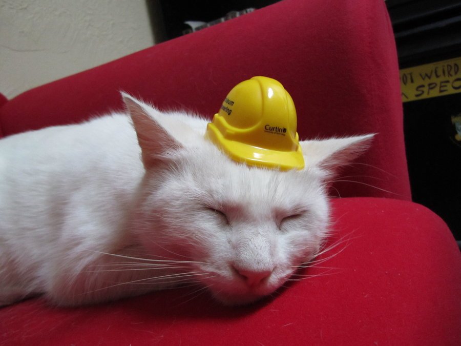CustardPDSA's tweet photo. Me? Sleeping on the job? As if! #Backtowork #BackToWorkBlues #backtoworkMonday #RoobarbVCustard https://t.co/lTVOb8IT3E