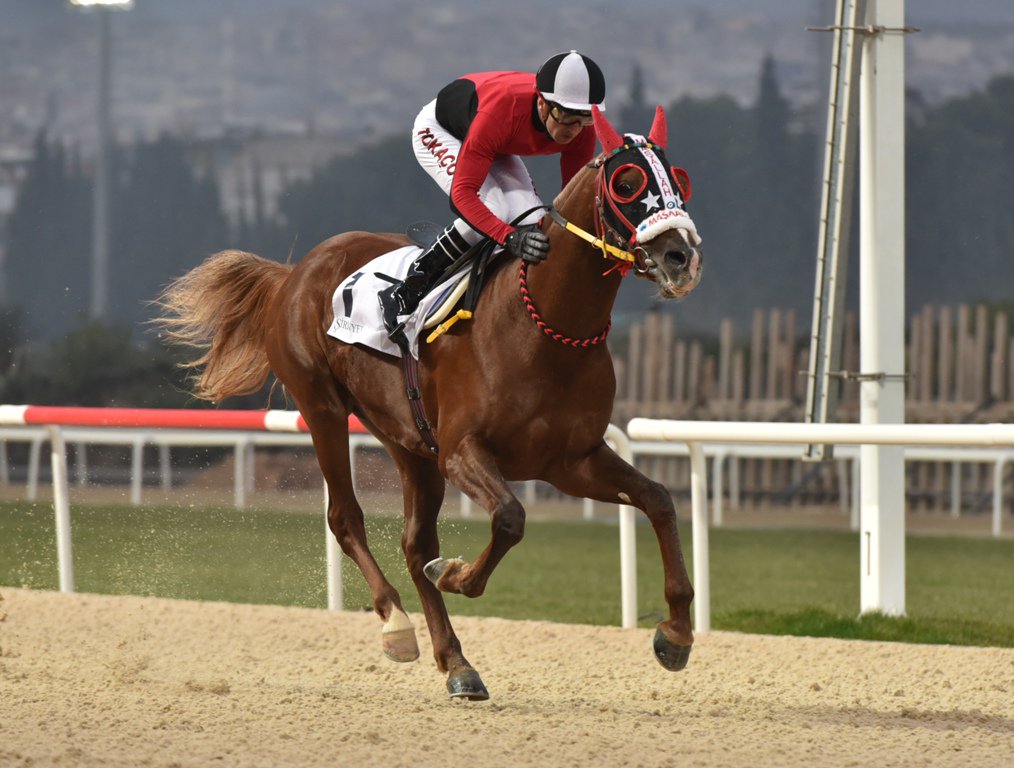 Babasaad koşusu ile Cankardeşler 14 de 14