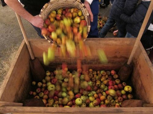 gauhontza's tweet photo. “@EPEuskadi: La cosecha 2015 de manzana permite elaborar 13 millones de litros de sidra - https://t.co/AYM6Gg5Ivo https://t.co/YCG0UeDKkZ”