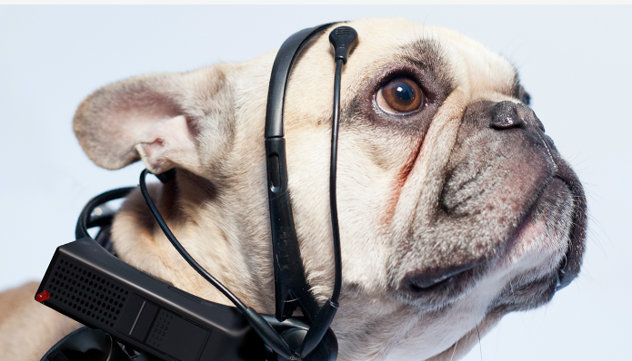 Headset device allow dogs to talk like humans. Rover will tell me when he has to go potty. goo.gl/boID7P