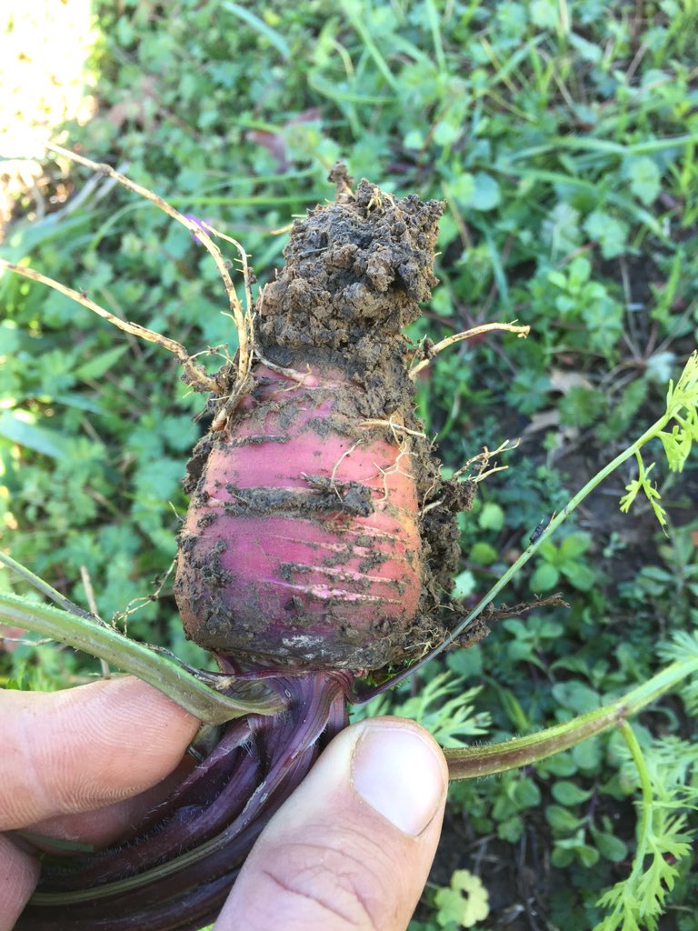 amorphousgarden's tweet photo. Carrots need just a few more weeks!!! https://t.co/bv27l8vjYA