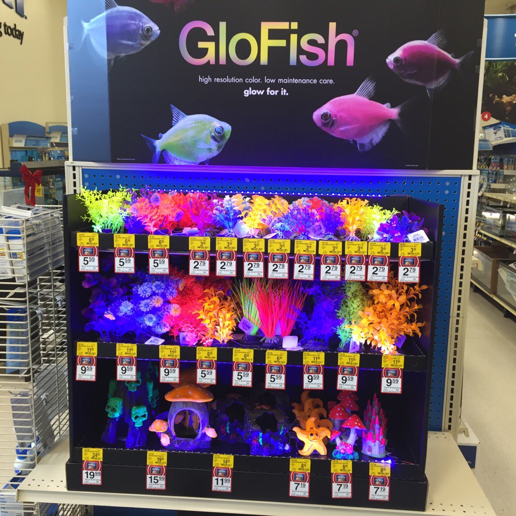 treelife08's tweet photo. Got our Kool glofish display! Come get some new ornaments for your fun tank🐟 https://t.co/87gzTQcQav