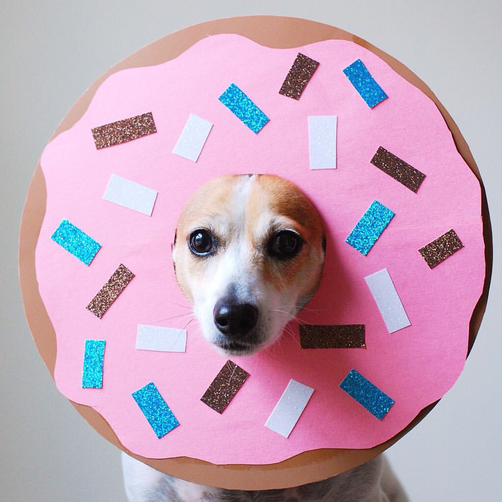 weluvdoggiez tweet picture