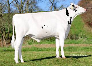 PremierPolled's tweet image. New for 2016 *High type *Red carrier *Calving ease.
Introducing ...HFF Traum P RF