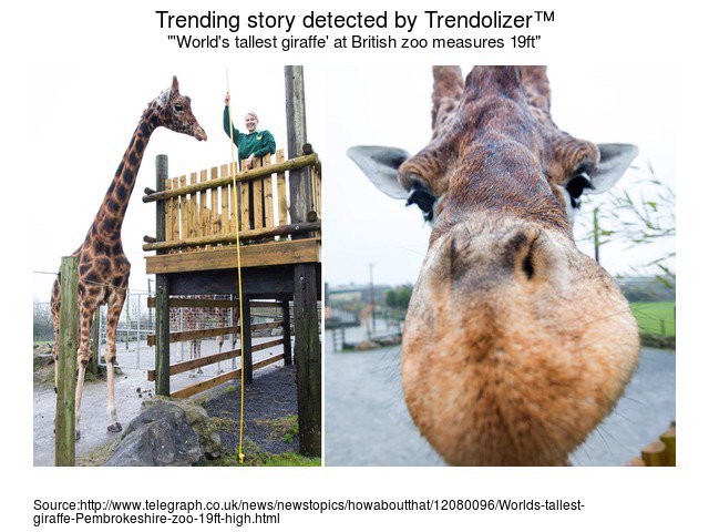 Tallest Giraffe In The World