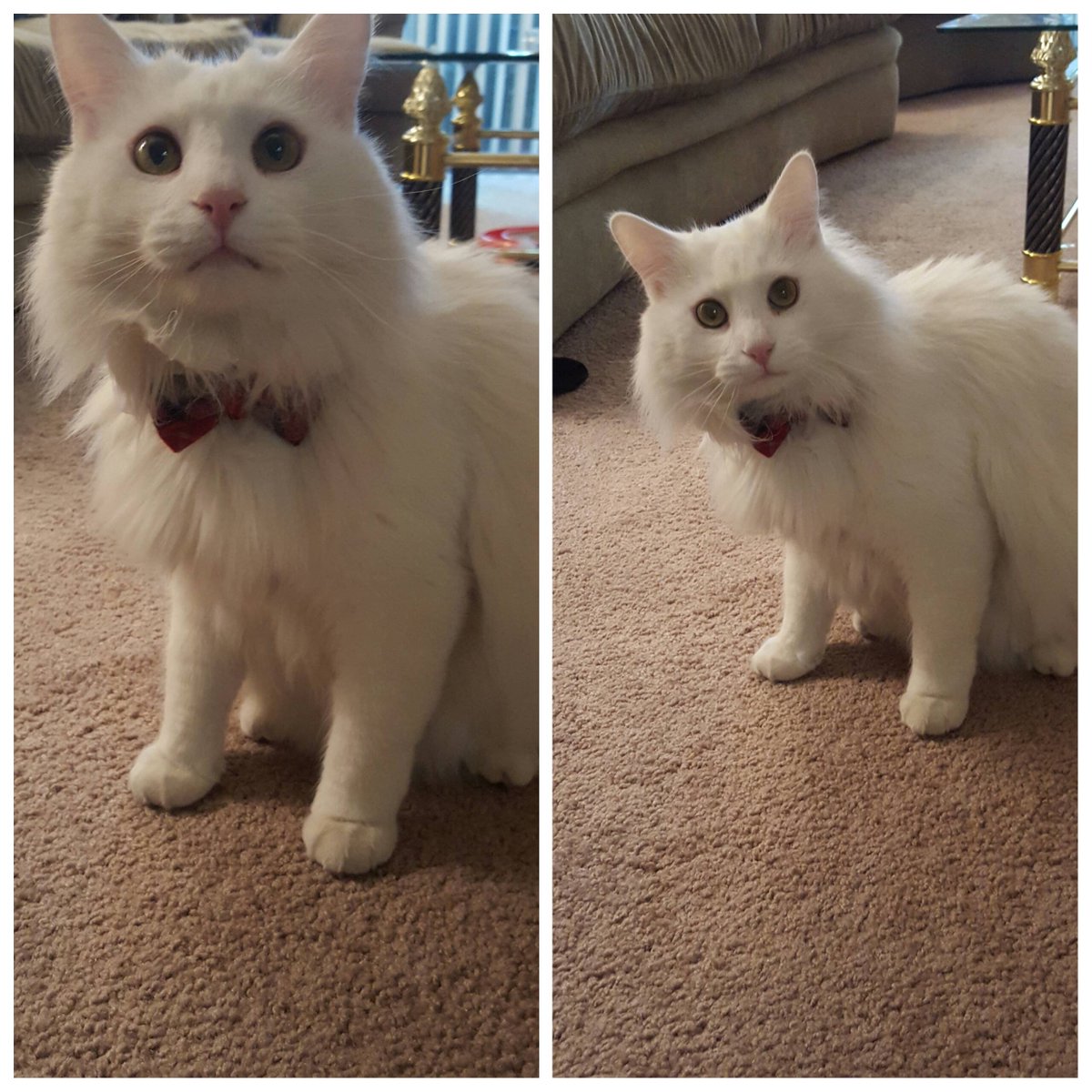 Litter_Kit's tweet image. Dapper little fella LitterKit.com #kitty #litterkit #cat #cats