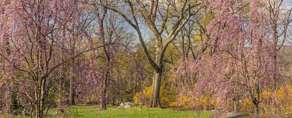 CMPublishingNY's tweet photo. #PhotoOfTheDay - Spring brings color to #TuxedoPark. #GiftofNature #NYNature https://t.co/SmlBbITS3y