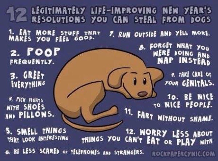 lab_bible's tweet photo. New Years resolution? #Labrador https://t.co/ggi9CHRKTL