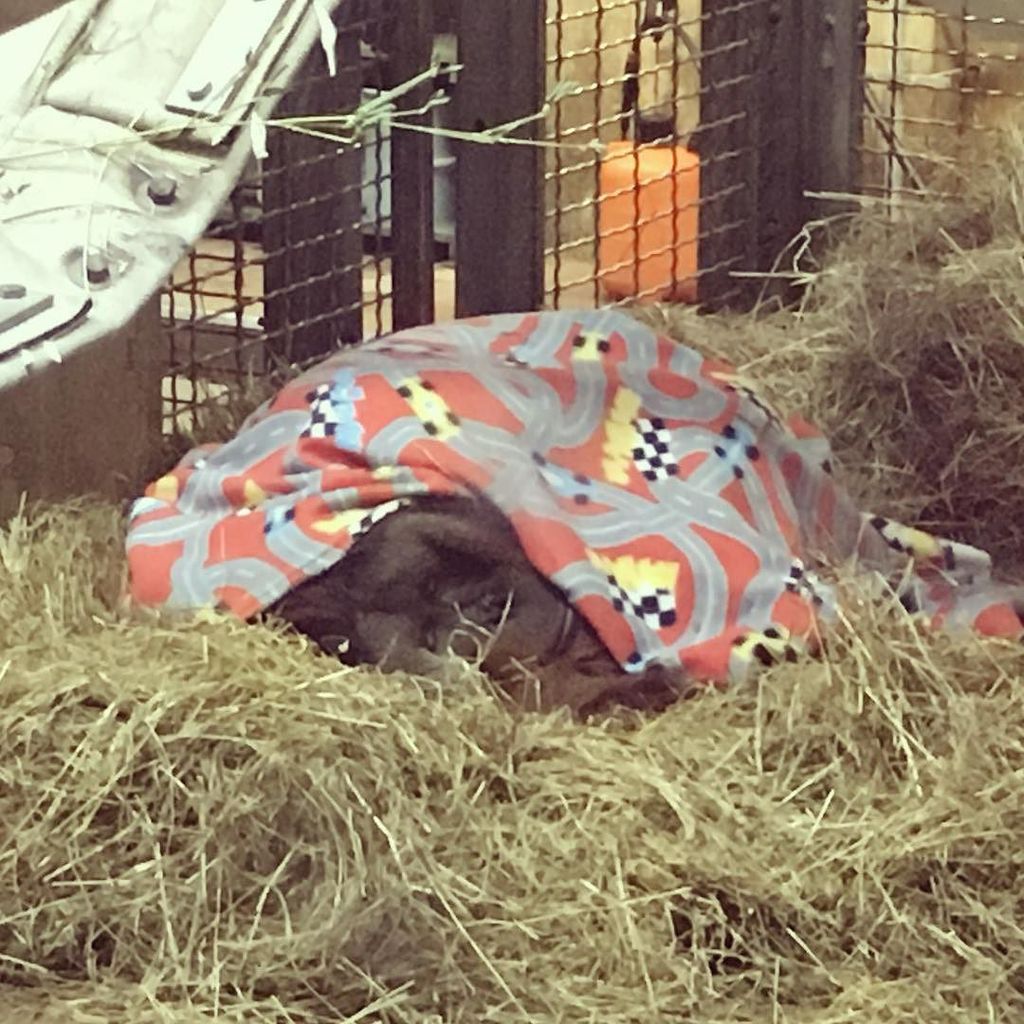 jlwatts99's tweet photo. Not ready for Monday #orangutan #nationalzoo #hidingfromwork #twitter https://t.co/FGjI3d15yY https://t.co/Af7IK0yhzI