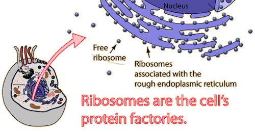 ZomsKanye's tweet photo. #cellection2016e visual diagram for ur feed about ribosomes!! https://t.co/qtX4WsS292