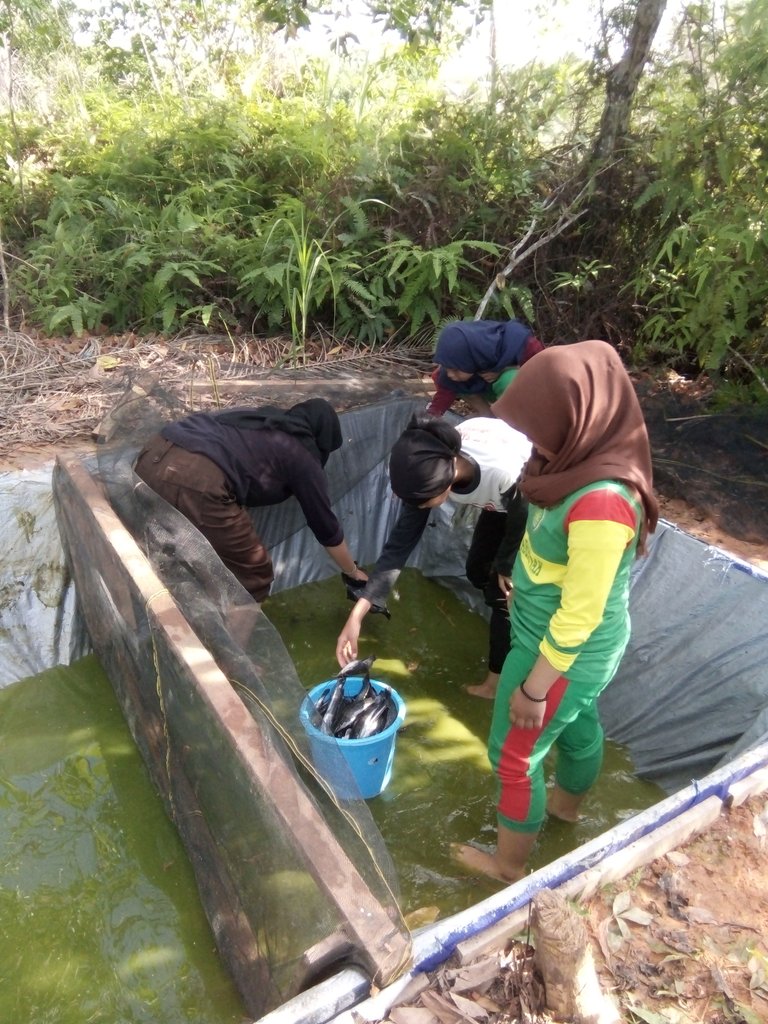 smansa_muda's tweet photo. Kreatifitas Osis Smansa Muda "Budidaya Ikan Lele" https://t.co/H8un8QYIYi