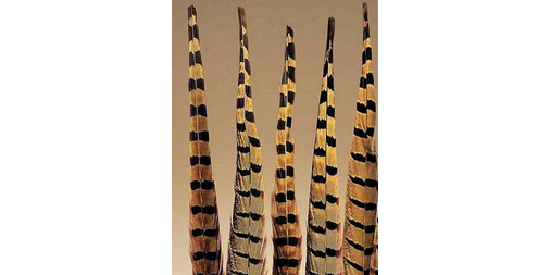 FEATHER TREASURES (@FEATHERTREASURE) / Posts / X