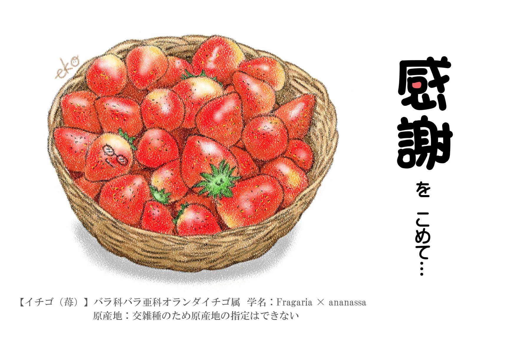 Morishita Kozo イチゴ 苺 バラ科バラ亜科オランダイチゴ属 学名 Fragaria Ananassa 原産地 交雑種のため原産地の指定はできない T Co Lfzg7egh3j T Co Vunnxko6zb Morishita Kozo イチゴ 苺 バラ科バラ亜科オランダイチゴ属 学名 Fragaria Ananassa 原産地 交雑種のため原産地の指定はできない T Co Lfzg7egh3j T Co Vunnxko6zb