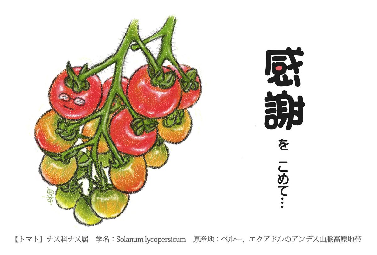 Morishita Kozo トマト ナス科ナス属 学名 Solanum Lycopersicum 原産地 ペルー エクアドルのアンデス山脈高原地帯 T Co Lfzg7egh3j T Co Ppsneh3bde