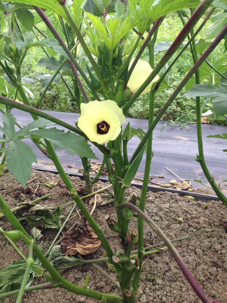 ビニールハウスで栽培する野菜と露地栽培の果樹のハガキのイラストまとめ 追記あり Togetter