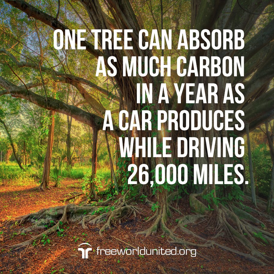 FreeWorldUnited's tweet photo. Something to think about deforestation and what we can do to counteract it... https://t.co/2srCsJZpXT https://t.co/tfP4Ywfktp