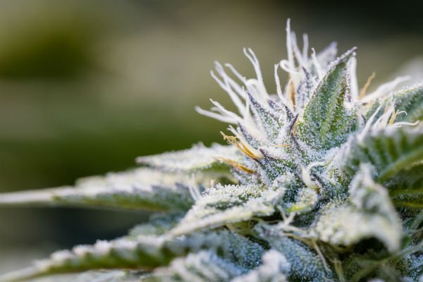 ThinkTankExile's tweet photo. Do You Know What Role #Trichomes Play in the Efficacy of #MedicalMarijuana? https://t.co/bR4WDVb0sb  #marijuananews https://t.co/vWQTvVCBlT