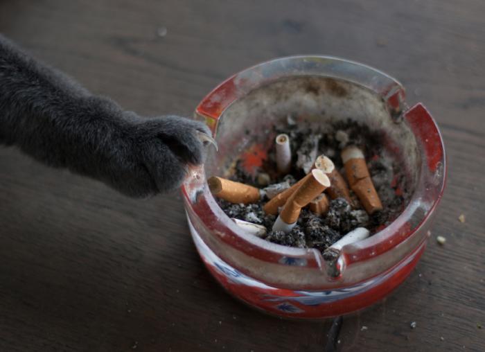 mnt's tweet photo. Smoking is damaging your pet's health, researchers warn https://t.co/1tYQuYnHeE https://t.co/h5zA2ksYKR