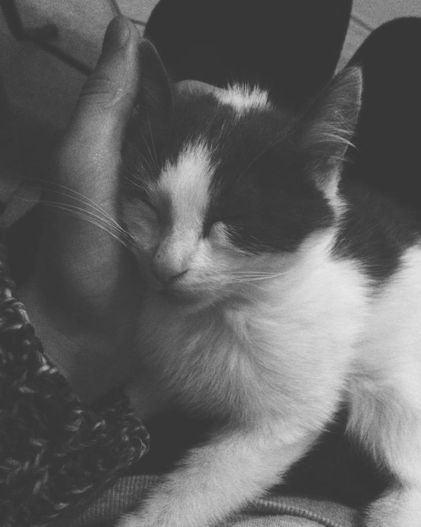 Chatchatcatcat's tweet photo. Goodnight..💤 #cat #instacat #catsofinstagram #vscogood #vscophile #vscogrid #vscogram #vscorussia #vscodaily #vscob… https://t.co/PgxtXBtIFu