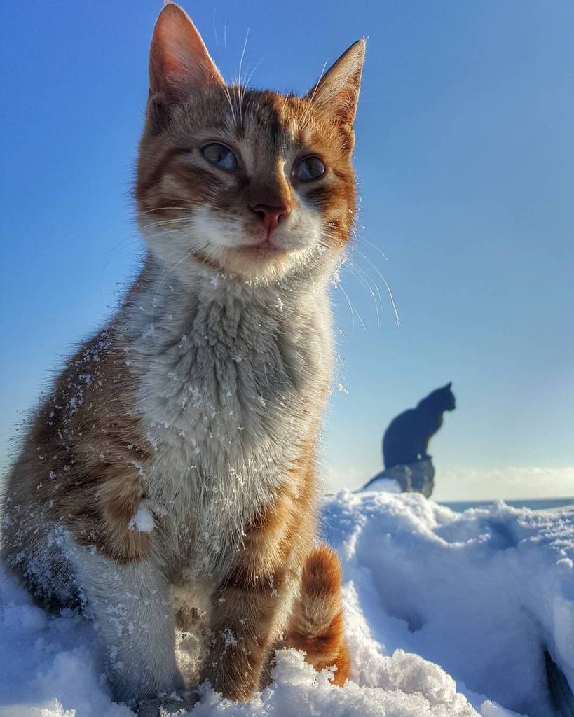 circlingsquare's tweet image. Hayırlı geceler yine bizzzz.... #hdr_for_all #turkobjektif_hdr 
#catsofinstagram #fottografci
#catstagram #cats_of_…