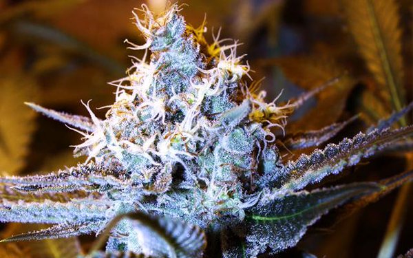 TxckzAutomated's tweet photo. Marijuana Works to Treat Arthritis Pain
https://t.co/NiKt6JC4V0  
#MME #cannabis #arthritis #cbd  #medicalmarijuana https://t.co/DgmTb9NYCd