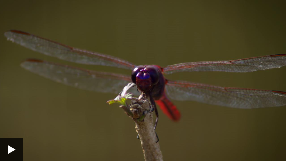 Dragonflies see the world in slow motion bbc.in/1ZKggTH