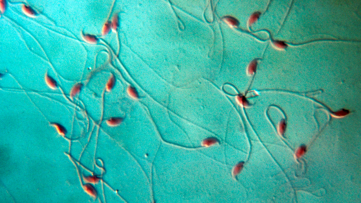 ScienceMagazine's tweet photo. You may be inheriting more than genes from your father. Passing on metabolism through tRNAs: https://t.co/McukWzIyYl https://t.co/FDh7K6hwG2
