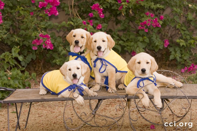 Raise a puppy. Change a life. Learn more at cci.org/puppyraiser  #PuppyMonday