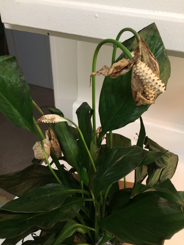 dohbizzle's tweet photo. Wow @JacksonPerkins who the fuck sends flowers in a box? The box, pot &amp; the flowers were fucked. Shitty dead flower https://t.co/s363nG2E9m