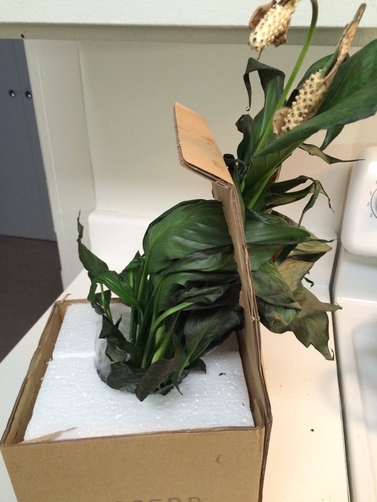 dohbizzle's tweet photo. Wow @JacksonPerkins who the fuck sends flowers in a box? The box, pot &amp; the flowers were fucked. Shitty dead flower https://t.co/s363nG2E9m