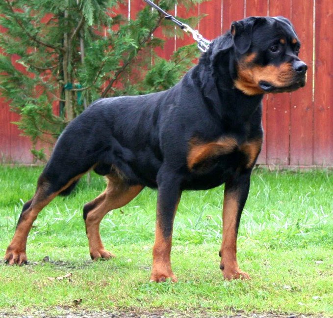 MagazineCasper's tweet image. Healthy Diet? Healthy Rottweiler! caspermagazine.com/healthy-diet-h…