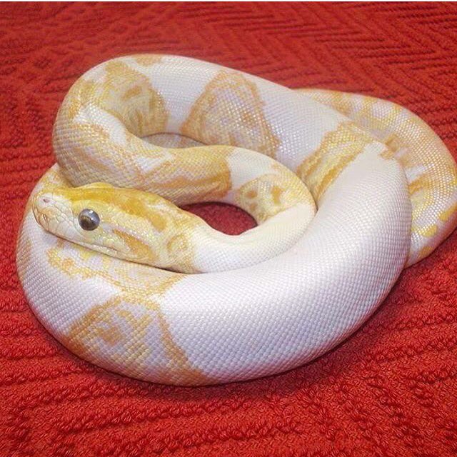 SnakeBytesTV's tweet image. I want this Pied Albino Burmese Python pretty badly