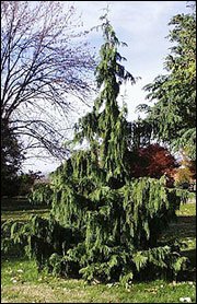 Want a statement piece? Nootka falsecypress (Chamaecyparis nootkatensis) The Alaska cedar, talk about whimsical.