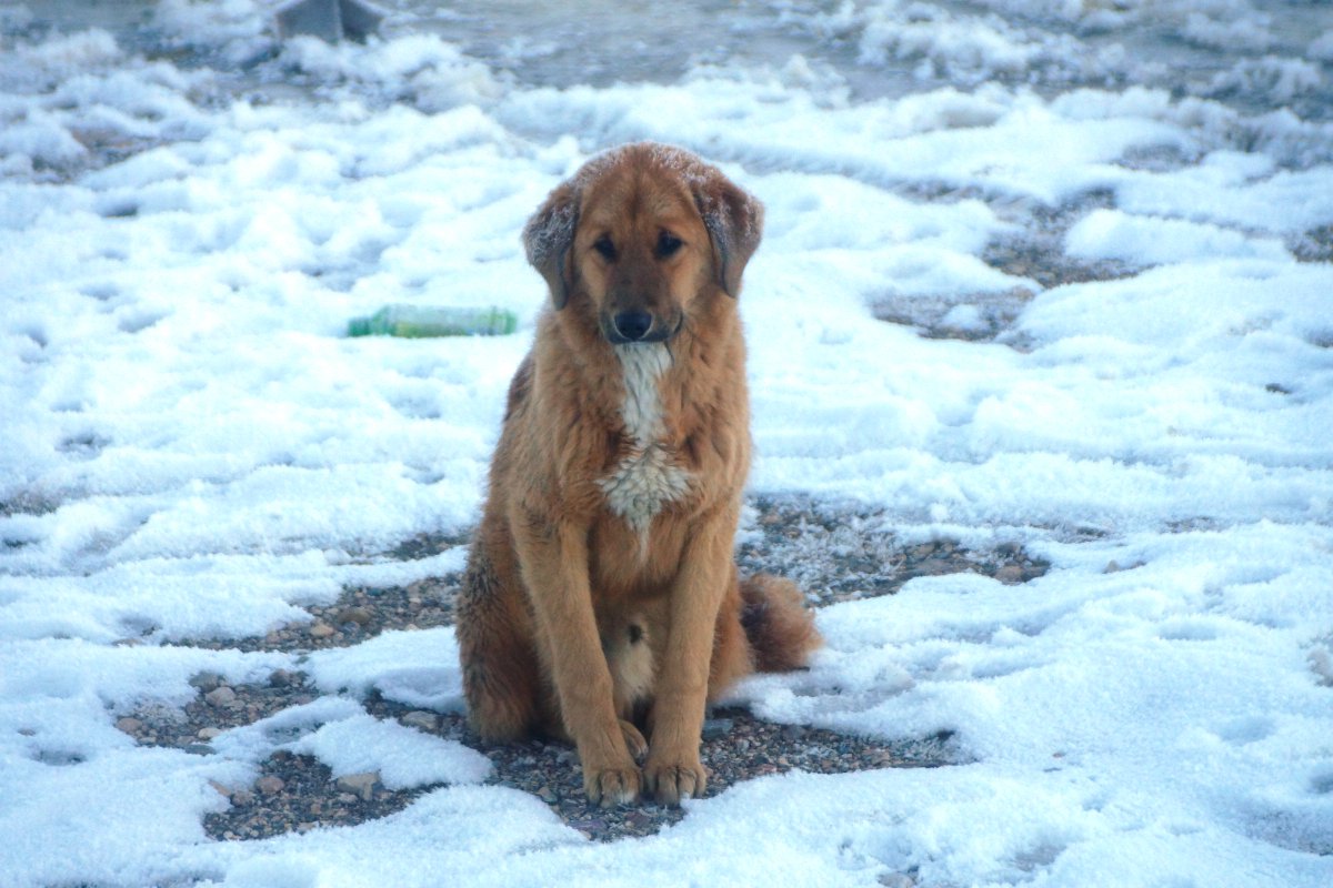 norm's tweet photo. If it's too cold for you, it's too cold for your dog. Don't leave your pets outside in this extreme cold. #Toronto https://t.co/NhJ5SftweU